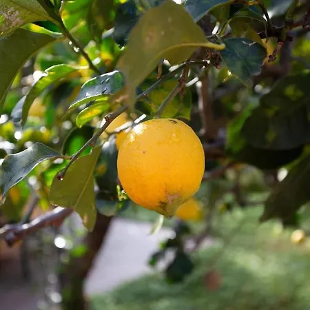 Holiday home Belocations - La Limonaia